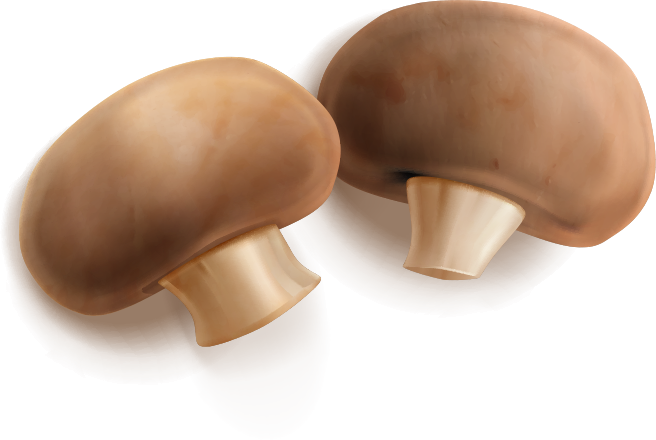 Production de champignons bios